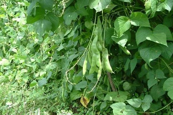 芸豆种植技术