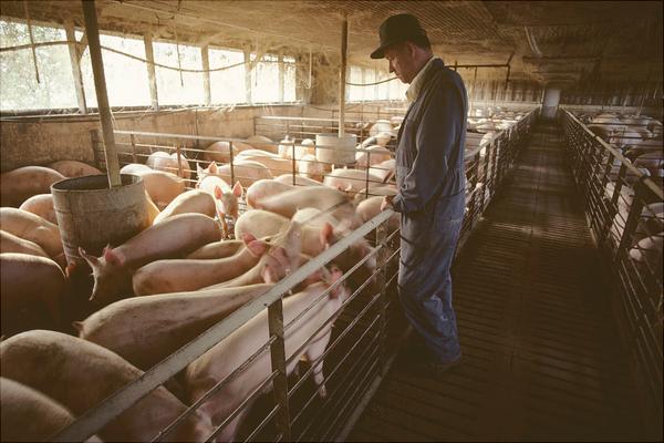 我国对养猪的补助政策