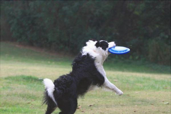 边境牧羊犬训练方法