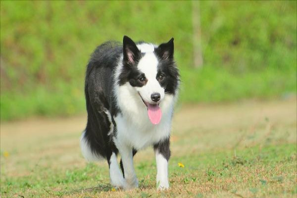 边境牧羊犬训练方法