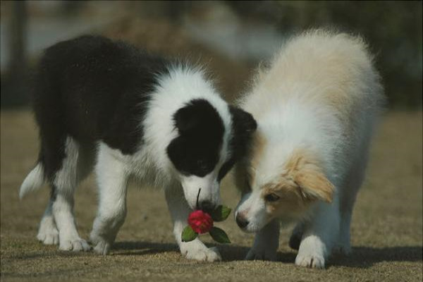 边境牧羊犬训练方法