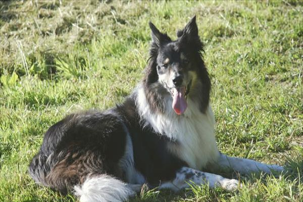 边境牧羊犬训练方法