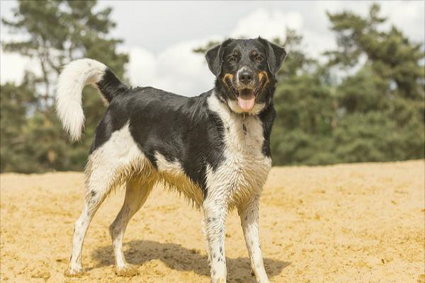 牧羊犬有哪些种类？