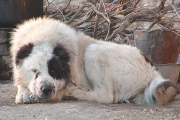 牧羊犬有哪些种类？