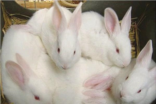 兔子多少钱一只？