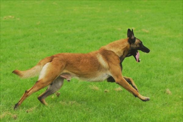 马犬训练方法视频