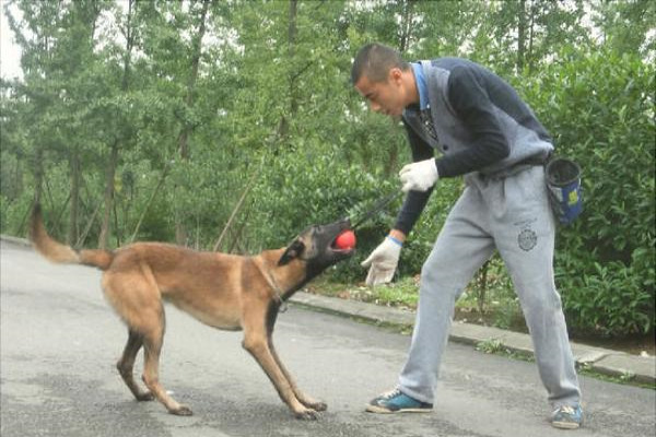 马犬智商排名