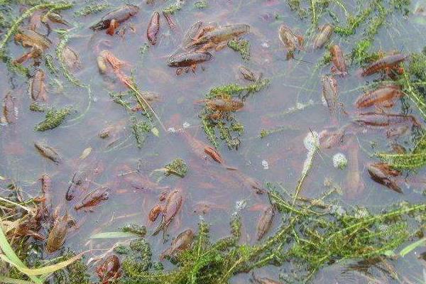 池塘里养小龙虾该怎么养？