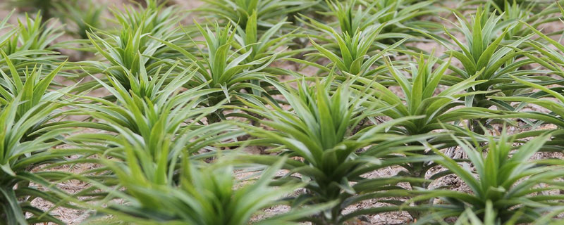 食用百合的种植技术