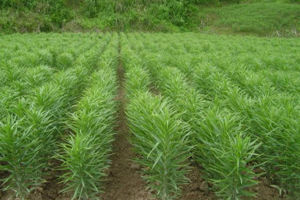 食用百合种植技术