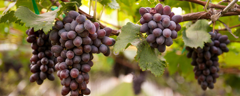 葡萄的种植方法