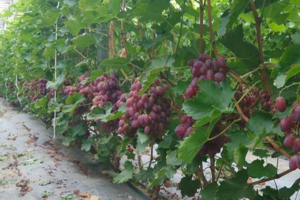葡萄的种植方法和技术