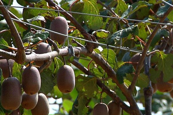 猕猴桃种植技术