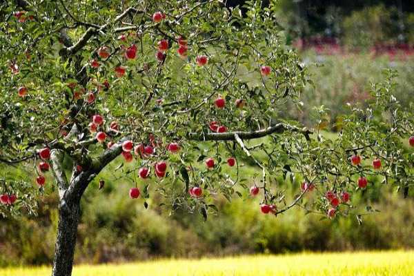 苹果树苗价格多少钱一棵
