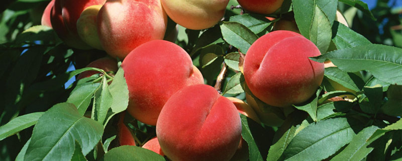 桃树品种有哪些