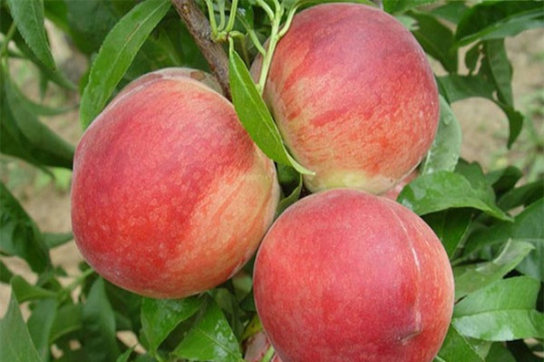 桃树品种大全介绍
