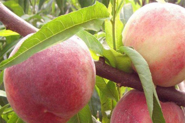 桃树品种大全介绍