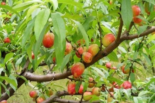 桃树科学种植技术