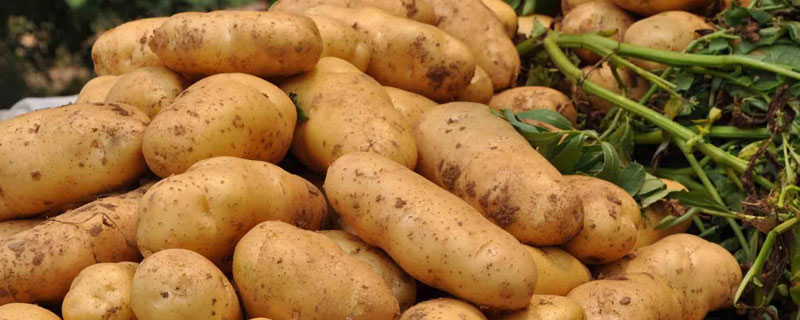 土豆的栽培种植技术