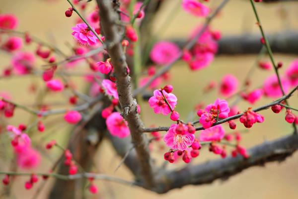 梅花怎么种 梅花种植方法与注意事项