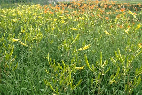 黄花菜种植时间 黄花菜栽培技术