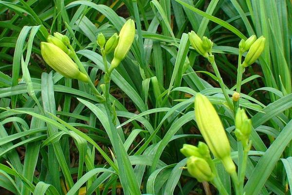 黄花菜种植时间 黄花菜栽培技术