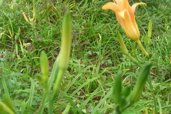 黄花菜种植时间 黄花菜栽培技术