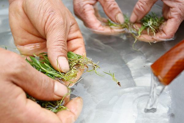 铁皮石斛种植技术 石斛怎么种植