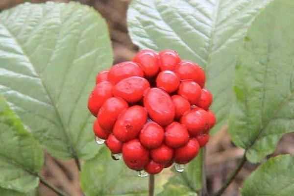 西洋参种植技术 西洋参怎么种