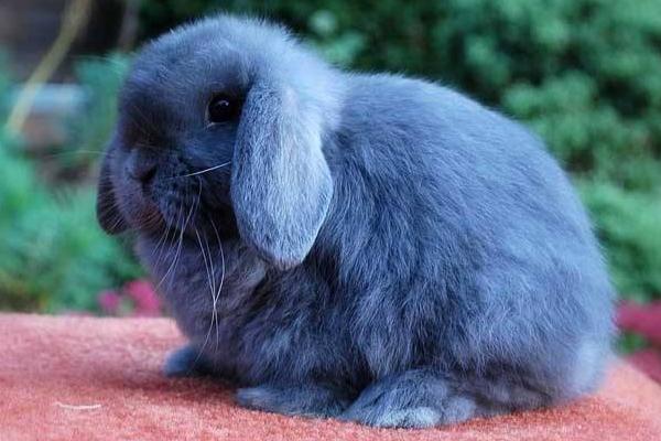 垂耳兔怎么训练 垂耳兔一只耳朵垂一只竖起来正常吗