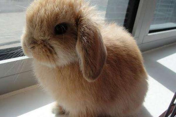 垂耳兔怎么训练 垂耳兔一只耳朵垂一只竖起来正常吗