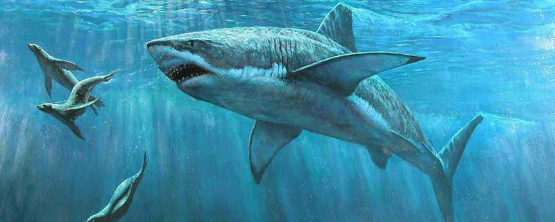 鲨鱼有多少颗牙齿