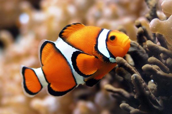 小丑鱼为什么叫小丑鱼 小丑鱼的特点及介绍