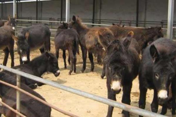 养10头肉驴一年的利润有多少 肉驴养殖利润分析