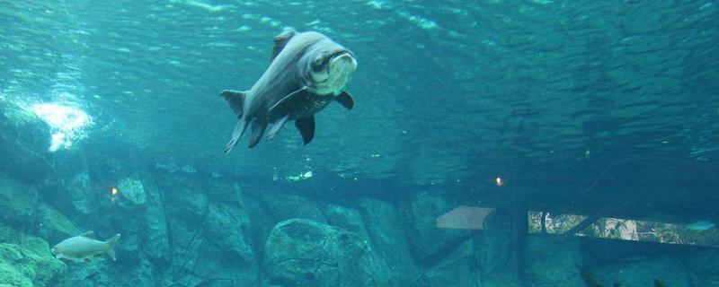 巨暹罗鲤是什么鱼