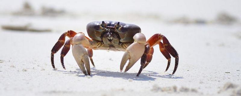 螃蟹为什么横着走