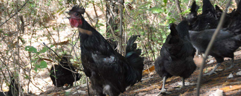 黑凤鸡价格多少钱一斤