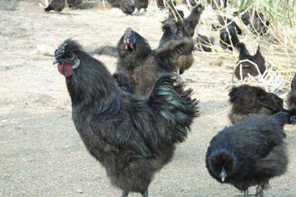 黑凤鸡市场价格多少钱一斤 黑凤鸡哪里有鸡苗出售