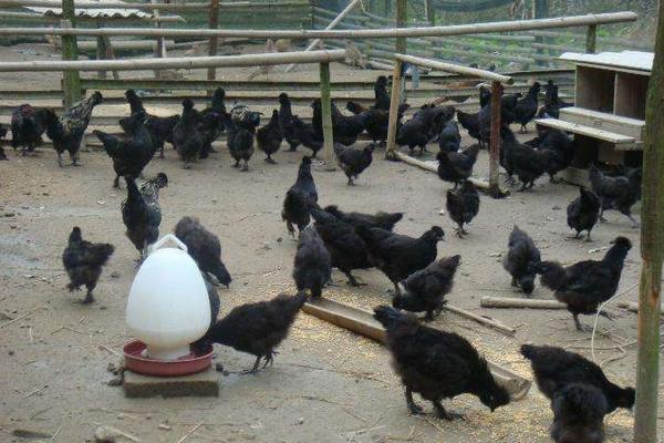黑凤鸡市场价格多少钱一斤 黑凤鸡哪里有鸡苗出售