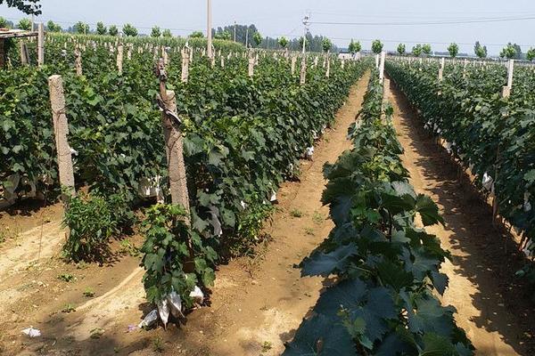 甜蜜蓝宝石葡萄种植条件 蓝宝石葡萄南方能种活吗