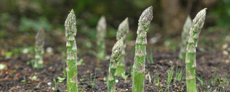 芦笋种植技术