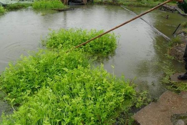 水芹菜种子种植方法和时间 水芹菜旱地种植技术