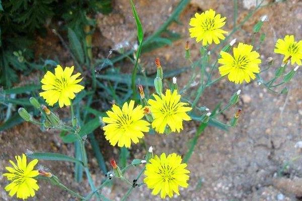 苦荬菜种植技术（什么时候播种） 苦荬菜适宜温度湿度