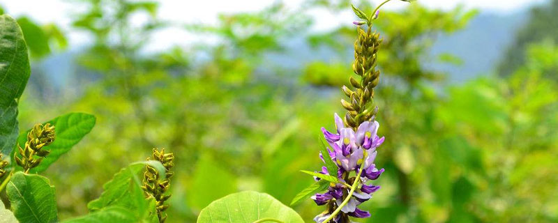 野葛和葛根区别