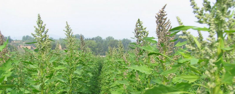 藜麦种植效益