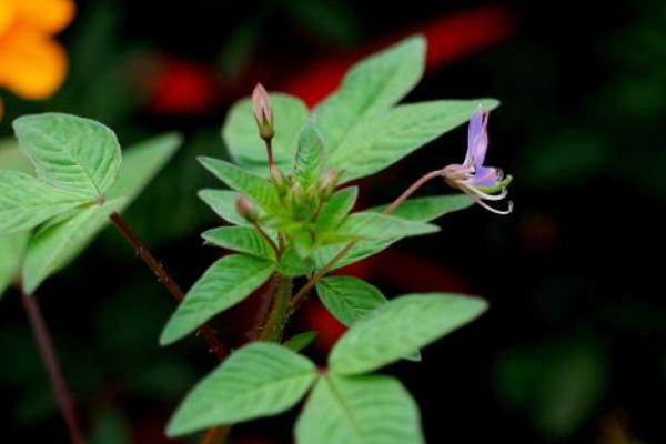 白花菜市场价格多少钱一斤 白花菜产地在哪里