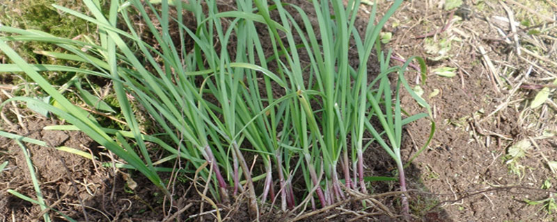 野韭菜种植技术