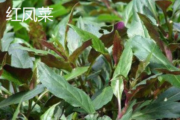 红凤菜和红苋菜、紫背菜的区别是什么