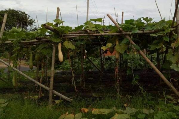 砍瓜什么季节种植 砍瓜高产栽培技术