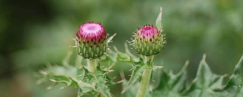 刺儿菜和蒲公英区别